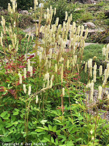 Sanguisorba canadensis, kanadanluppio